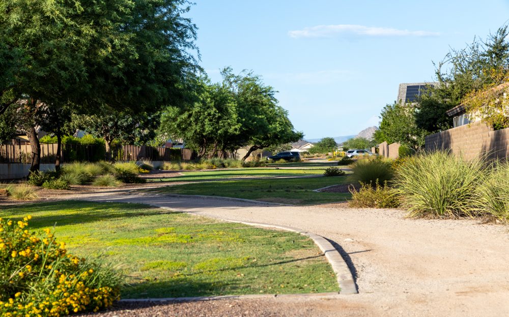 Tree-lined walking path in The Meadows