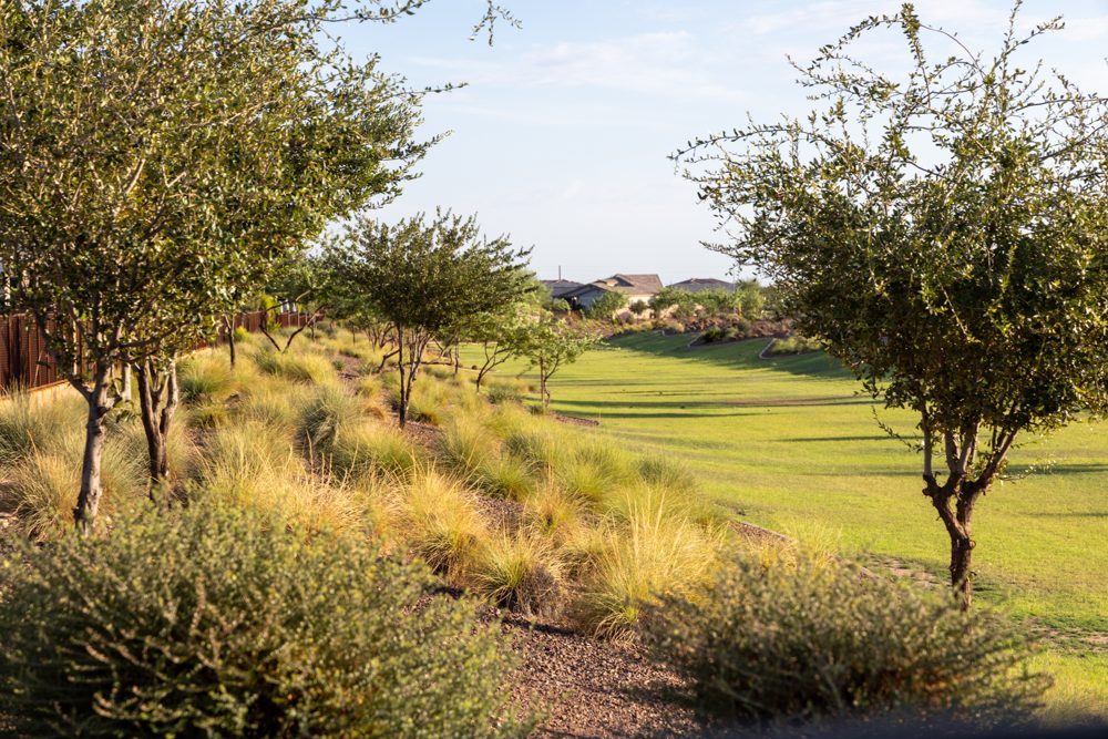 Greenbelt and desert landscaping in The Meadows